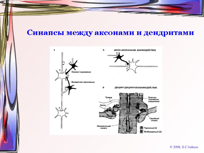 Синапсы между аксонами и дендритами © 2008, В.Г.Зайцев